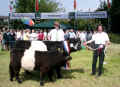 Belted Galloway Sdtondern's Alice, Landessiegerin Vil 2003