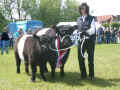 Belted Galloway Sdtondern's Alice, Landessiegerin Vil und Mrs. Beltie 2005