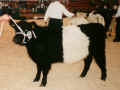 Belted Galloway - Frse Sdtondern's Amrei auf der Bundesschau in Alsfeld 1998