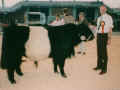 Belted Galloway - Bulle 'Chamberlain' auf der Bundesschau 1996