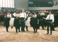 Belted Galloway Kuh Südtondern's Sina, Grüne Woche Berlin