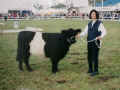 Belted Galloway - Färse Südtondern's Suntka, Landessiegerin 2001 in Rendsburg