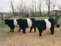 Belted Galloway - Frsen, unsere ersten aus Brobritannien importierten 3 Tiere