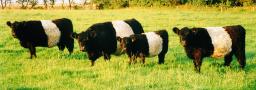 Belted Galloway Kuh mit drei Tchtern