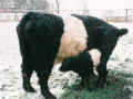 Belted Galloways kalben bei Wind und Wetter im Freien