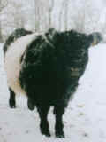 Belted Galloway - Frse bei Frost