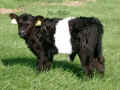 Belted Galloway Sdtondern's Caesar