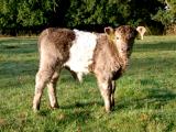 Belted Galloway Sdtondern's Dun Commander