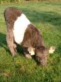 Belted Galloway Sdtondern's Dun Concorde