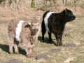 Belted Galloway - Klber