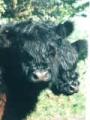 Belted Galloway-Kpfe