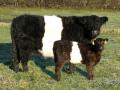 Belted Galloway Kuh mit Kalb