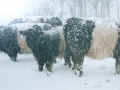 Belted Galloways im Schneegestber