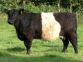 Belted Galloway Sdtondern's Lisa