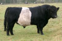 Belted Galloway Marko