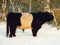 Belted Galloway Sdtondern's Nando