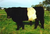 Belted Galloway Napoleon
