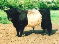 Belted Galloway Wasserl Sepperl