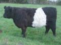 Belted Galloway Südtondern's Silja