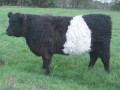 Belted Galloway Sdtondern's Silja